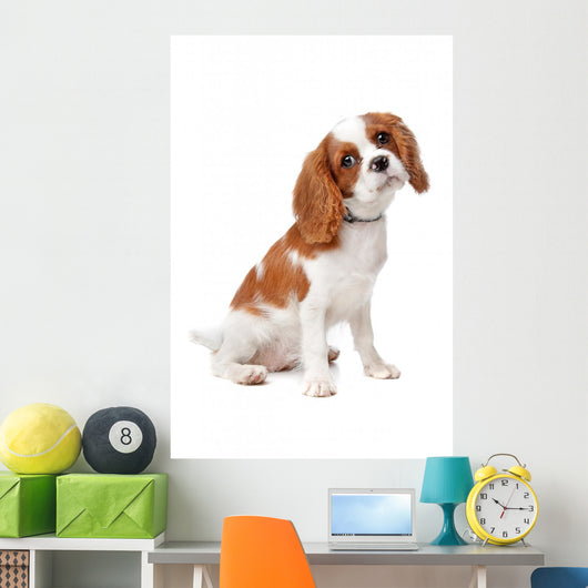 Cavalier King Charles Spaniel
