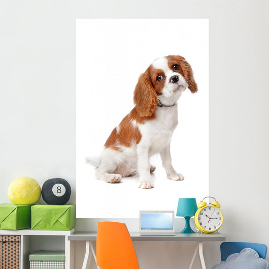 Cavalier King Charles Spaniel