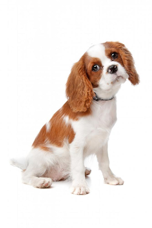 Cavalier King Charles Spaniel