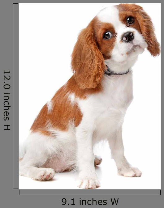Cavalier King Charles Spaniel