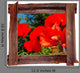 Old Wood Frame Red