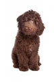 Labradoodle Puppy Wall Decal