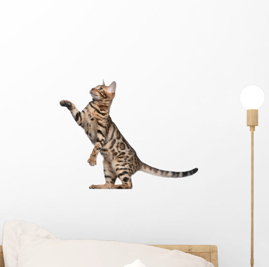 Bengal Kitten 5 Months Wall Decal