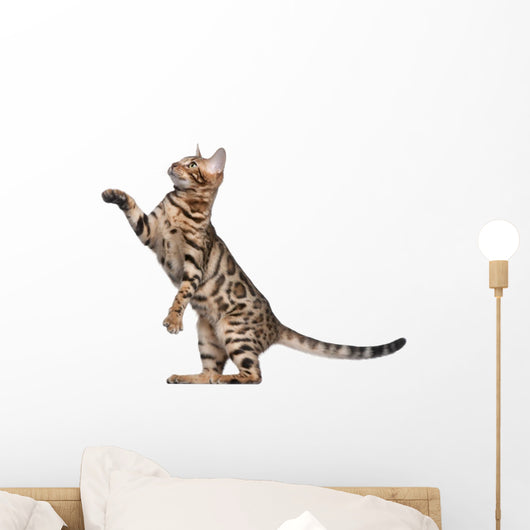 Bengal Kitten 5 Months Wall Decal