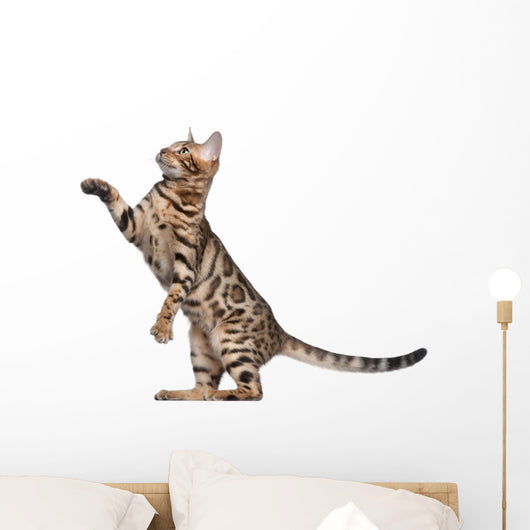 Bengal Kitten 5 Months Wall Decal