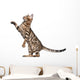Bengal Kitten 5 Months Wall Decal