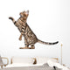 Bengal Kitten 5 Months Wall Decal