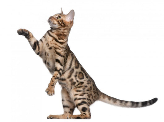 Bengal Kitten 5 Months Wall Decal