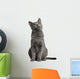 Chartreux Kitten 5 Months