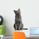 Chartreux Kitten 5 Months