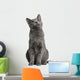 Chartreux Kitten 5 Months