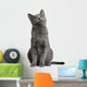 Chartreux Kitten 5 Months