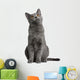Chartreux Kitten 5 Months