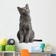 Chartreux Kitten 5 Months