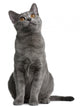 Chartreux Kitten 5 Months
