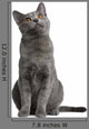 Chartreux Kitten 5 Months