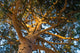 Tree Wall Mural