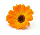 Marigold