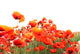 Red Poppies Wall Mural