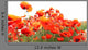 Red Poppies Wall Mural