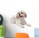 Shih Tzu Wall Decal