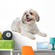 Shih Tzu Wall Decal