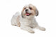 Shih Tzu Wall Decal