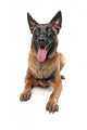 Belgian Belgian Shepherd Dog Wall Decal