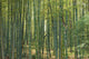 Bamboo Forest 01 Wall Mural