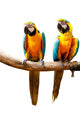 Colourful Parrot Bird Sitting on the Perch Wall Decal