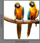 Colourful Parrot Bird Sitting on the Perch Wall Decal