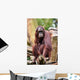 Orang Utan Singapore Zoo Wall Mural