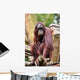 Orang Utan Singapore Zoo Wall Mural