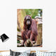 Orang Utan Singapore Zoo Wall Mural