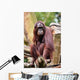 Orang Utan Singapore Zoo Wall Mural
