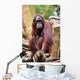 Orang Utan Singapore Zoo Wall Mural