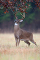 White-tailed Deer Buck Rut Wall Mural