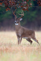 White-tailed Deer Buck Rut Wall Mural