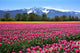 Field of tulips Wall Mural