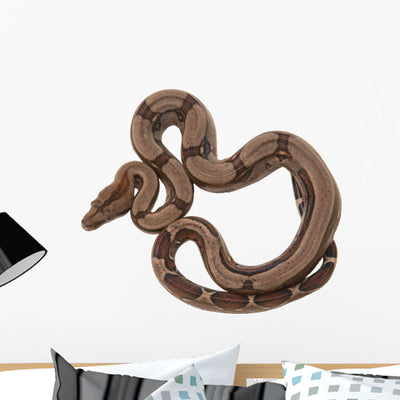 Boa Constrictor shown on a wall