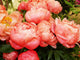 Peonies 1