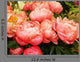 Peonies 1