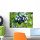 blueberry Wall Mural