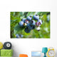 blueberry Wall Mural