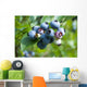 blueberry Wall Mural