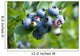 blueberry Wall Mural