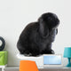 Bunny Rabbit Wall Decal