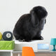 Bunny Rabbit Wall Decal