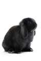 Bunny Rabbit Wall Decal