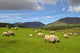 Sheep and Rams Connemara